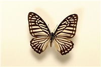 Great zebra swallowtail butterfly (Graphium xenocles). The great zebra swallowtail butterfly is common in south east Asia. This specimen was collected in Thailand and is part of the Greenwood collection.